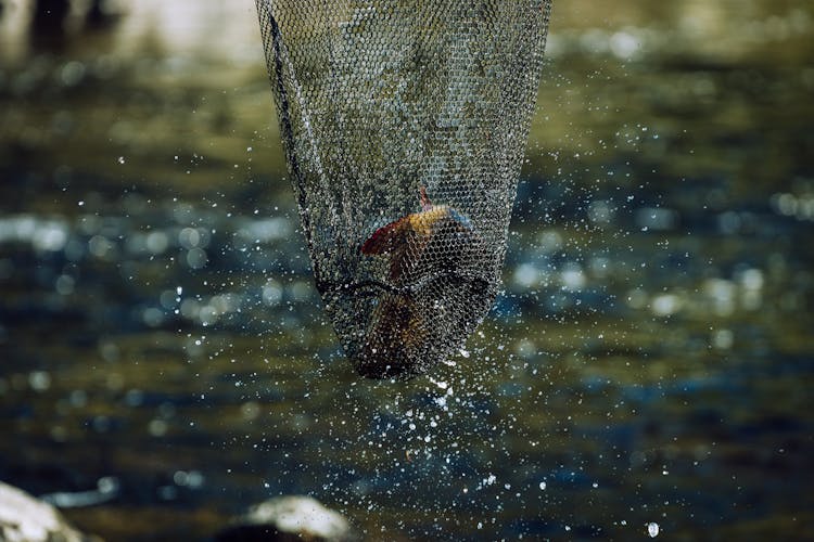 A Fish In A Net