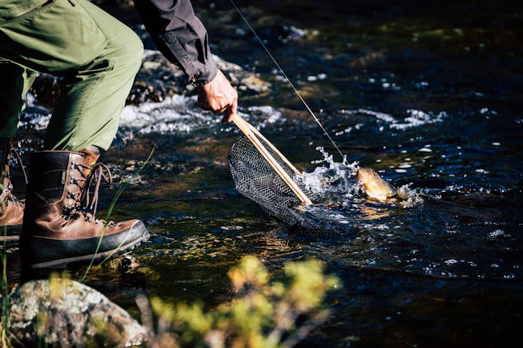 Photograph Of A Person's Hand Catching A Fish