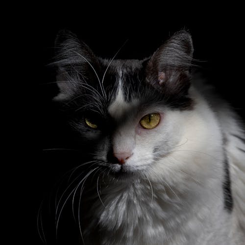 Free Close-Up Photograph of a White and Black Cat with White Whiskers Stock Photo