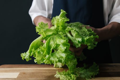 Free Close-up of a chef handling fresh green lettuce, ideal for culinary and healthy eating concepts. Stock Photo