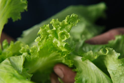 Person Holding Green Salad