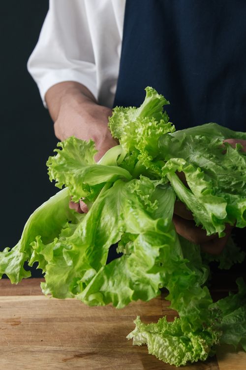 Free Close-up of fresh green lettuce held by a chef preparing a meal. Stock Photo