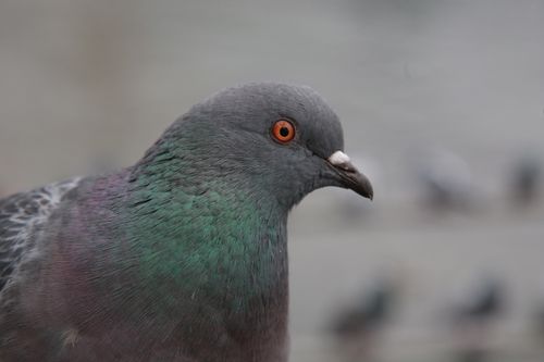 Free Detailed close-up of a rock pigeon with vibrant iridescent plumage. Stock Photo