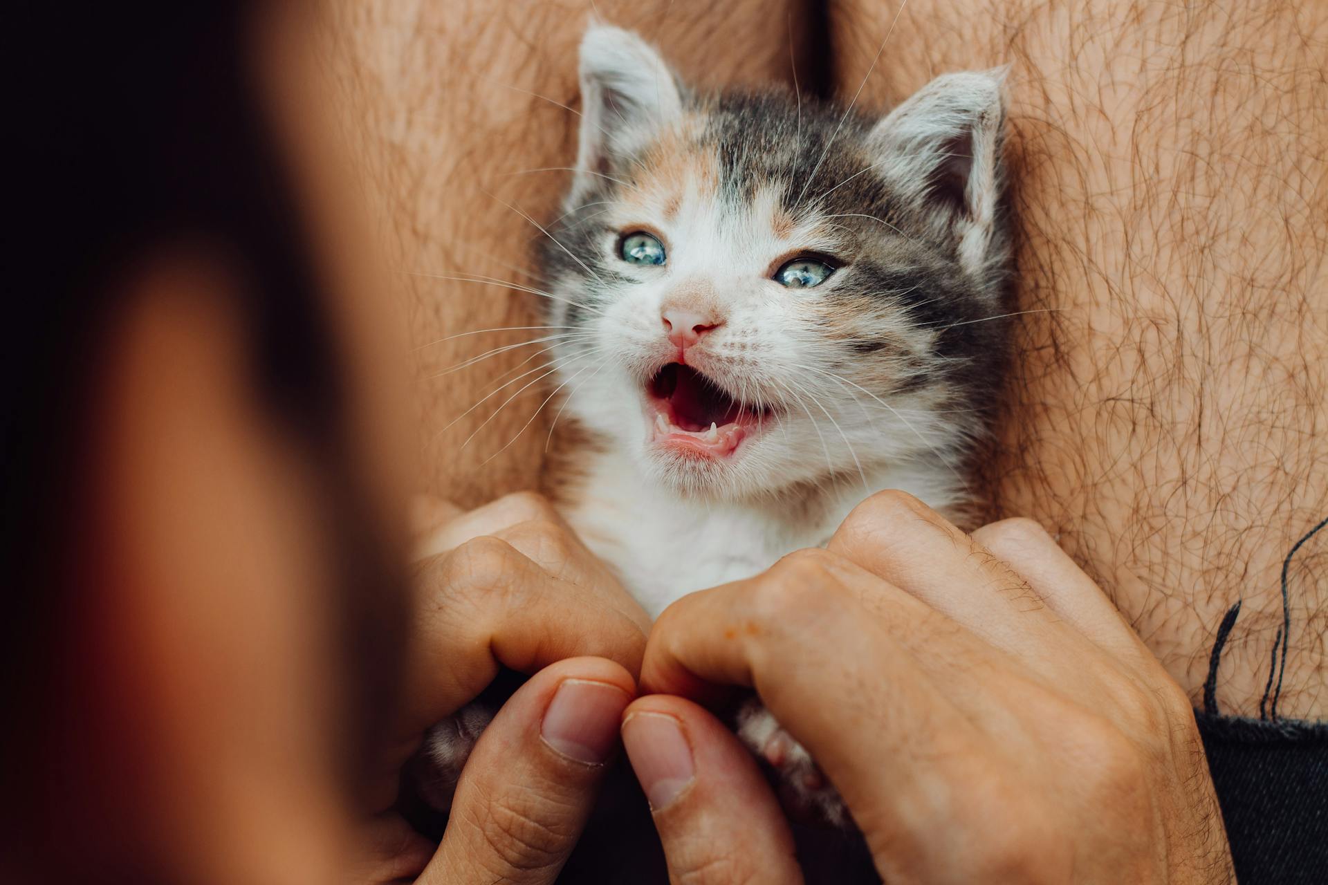 Close-Up Shot of a Kitten