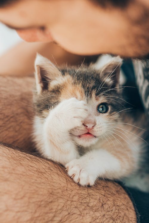 Free Close-Up Shot of a Cute Kitten on a Person's Lap Stock Photo
