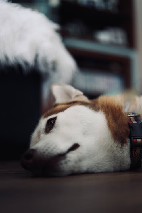 Close-Up Photo of a White and Brown Siberian Husky