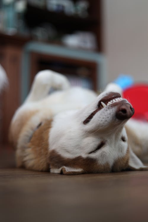 A Siberian Husky on the Floor 