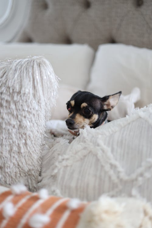 Black and Brown Chihuahua Behind Pillows