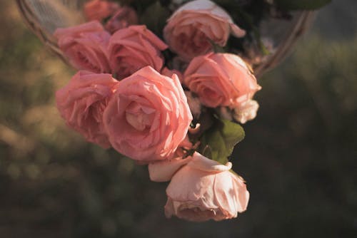 Free Beautiful Pink Roses in Bloom Stock Photo