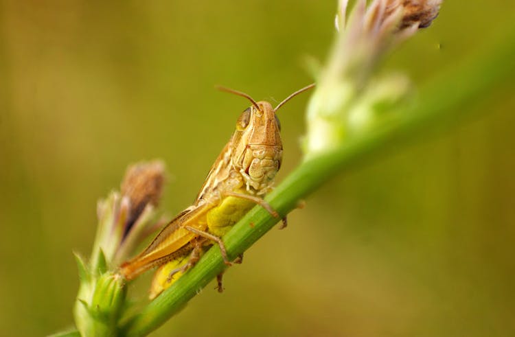 Green Locust Perched On A Stem Of A Plant