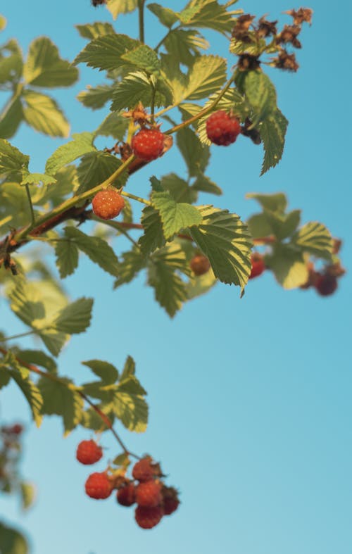 Raspberry Plant Under Blue Sky