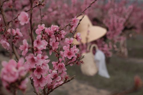 Close-up Photography of Pink Cherry Blossom in Season