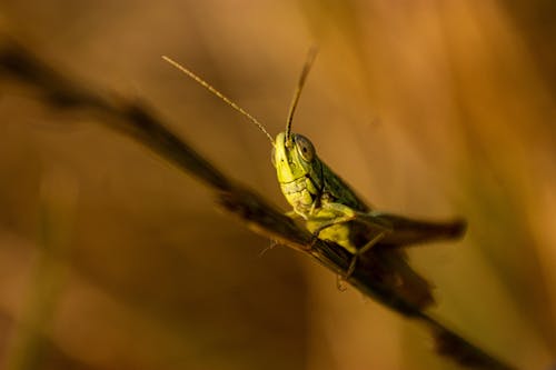 Macro Shot of a Grasshopper