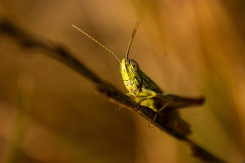 Foto d'estoc gratuïta de fotografia macro, insecte, invertebrats