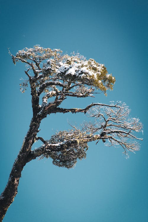 Δωρεάν στοκ φωτογραφιών με δέντρο, εποχή, κατακόρυφη λήψη Φωτογραφία από στοκ φωτογραφιών