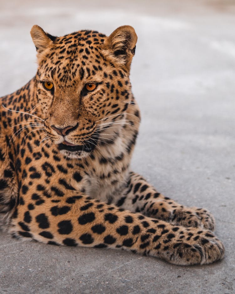 Jaguar Resting On The Guard