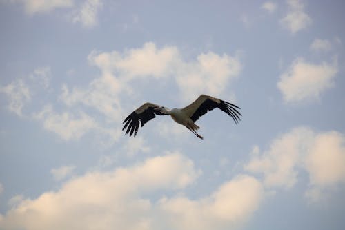 Fotobanka s bezplatnými fotkami na tému bocian, krídla, lietanie