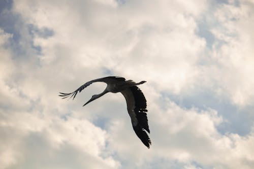 날개, 날으는, 새의 무료 스톡 사진