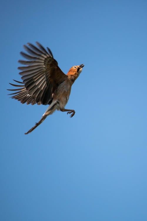 날개, 날으는, 새의 무료 스톡 사진