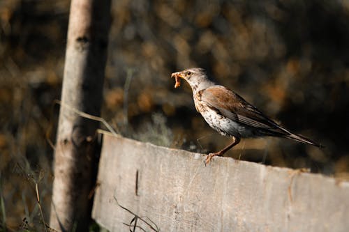 Бесплатное стоковое фото с забор, зимний дрозд, птица