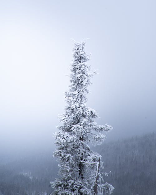 Photograph of a Tree Covered in White Snow