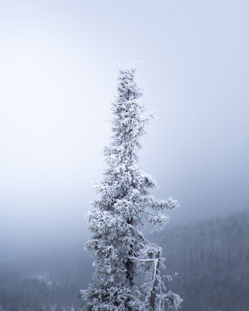 Kostnadsfri bild av frost, gran, kall