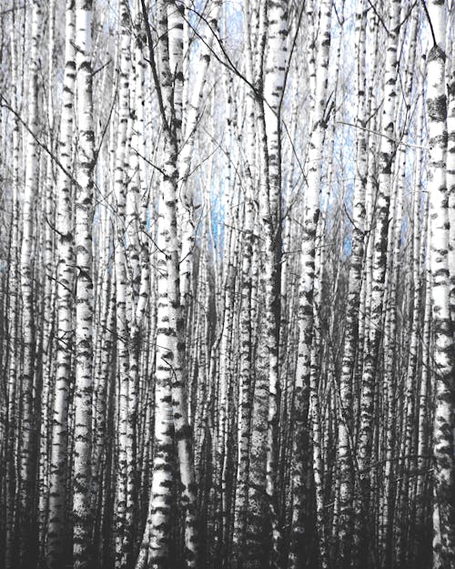 Photograph of Birch Trees
