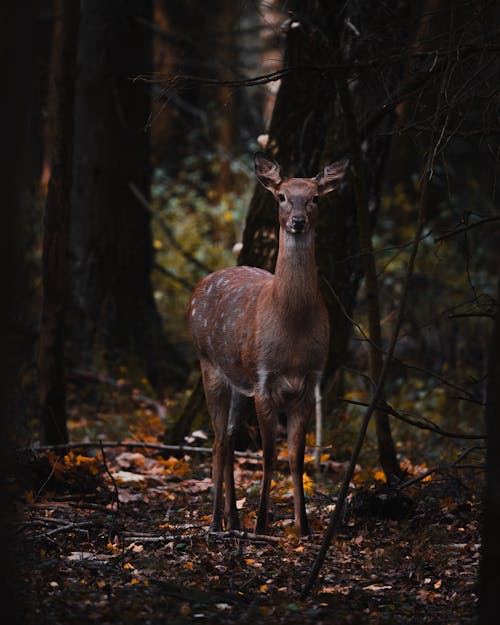 Free Brown Deer Standing on the Forest Stock Photo