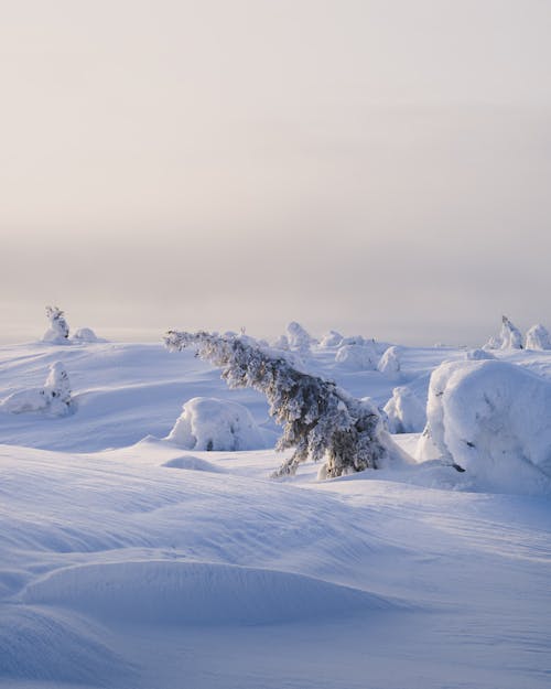 A Fallen Tree With Snow on a Snow Covered Ground