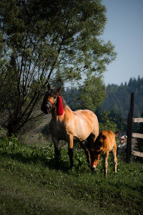 A Horse and a Pony on Green Grass Field