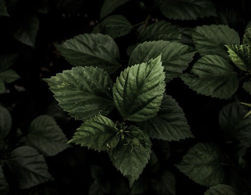 나뭇잎, 어두운 배경, 짙은 녹색의 무료 스톡 사진