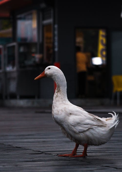 Photo of a White Duck on a Wooden Surface