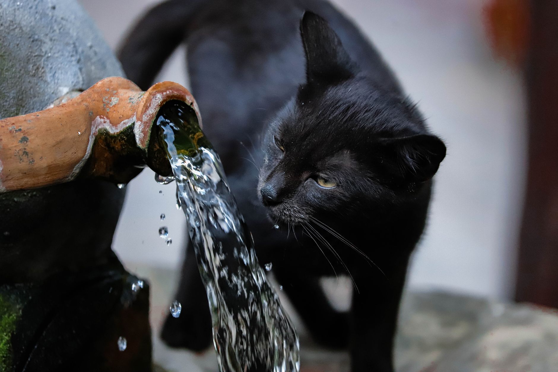Top Cat Water Fountains Under $40 (2026) – Expert-Recommended Hydration Solutions That Your Cat Will Actually Use