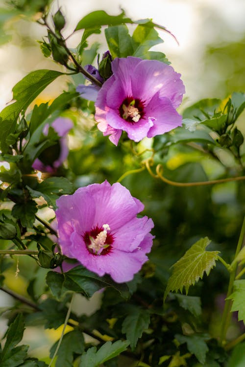Close-Up Photo of Purple Hibiscus Flowers