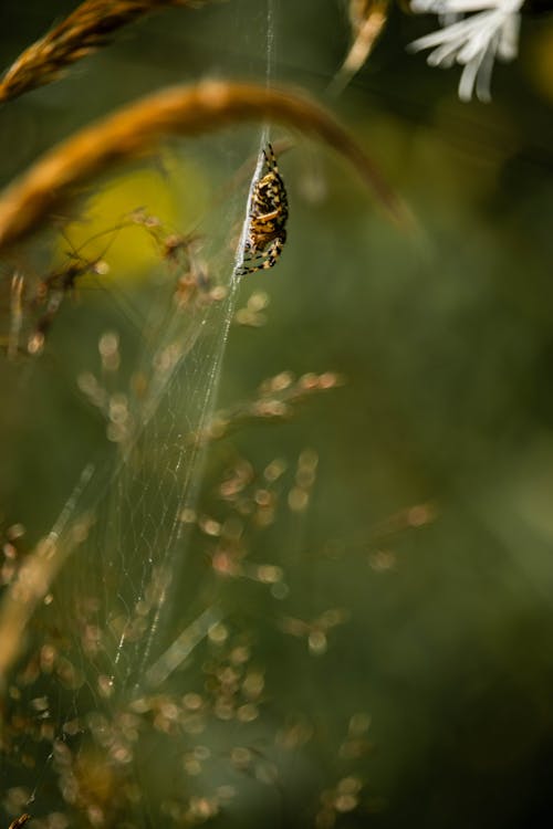 Fotobanka s bezplatnými fotkami na tému dubový pavúk, orb weaver, orbweaver