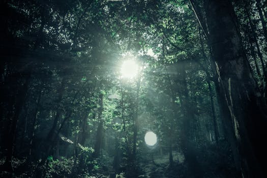 阳光穿过郁郁葱葱的茂密森林树冠，营造出宁静的氛围