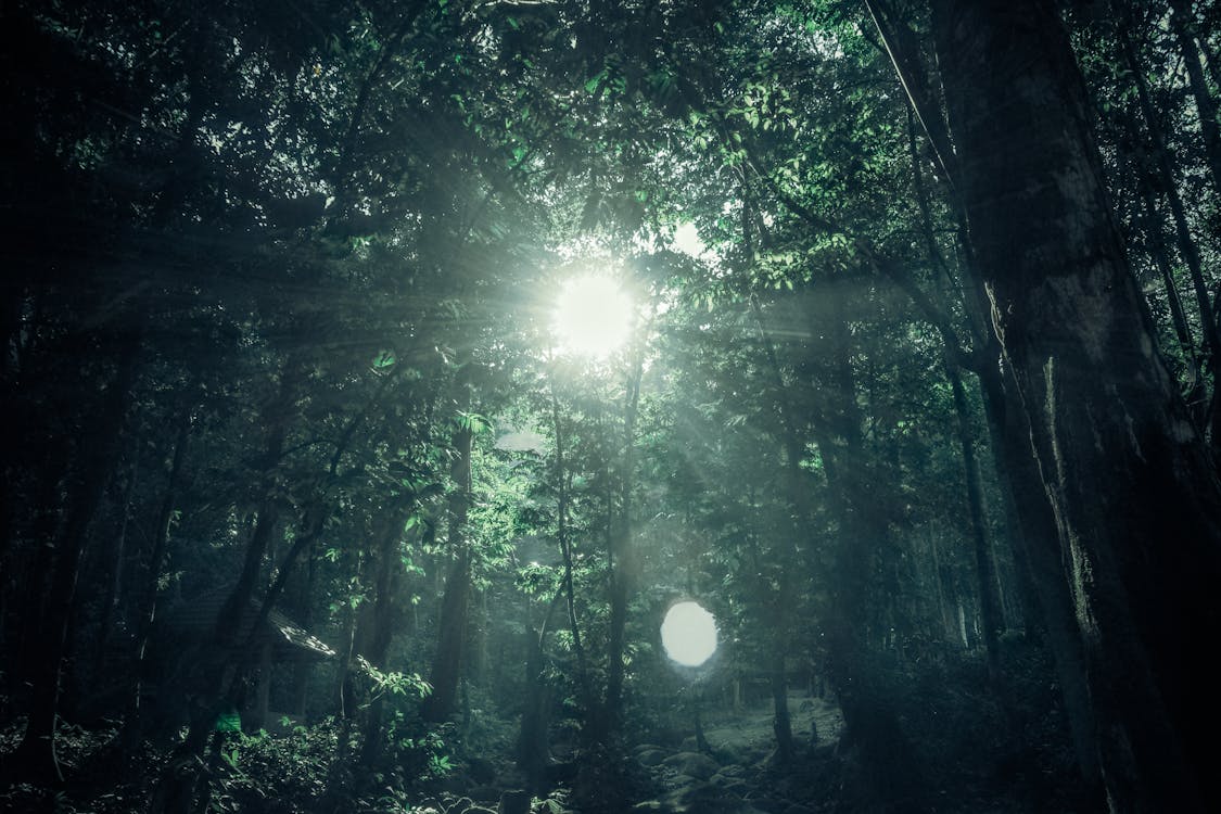 Безкоштовне стокове фото на тему «відблиск сонця, дерева, джунглі»
