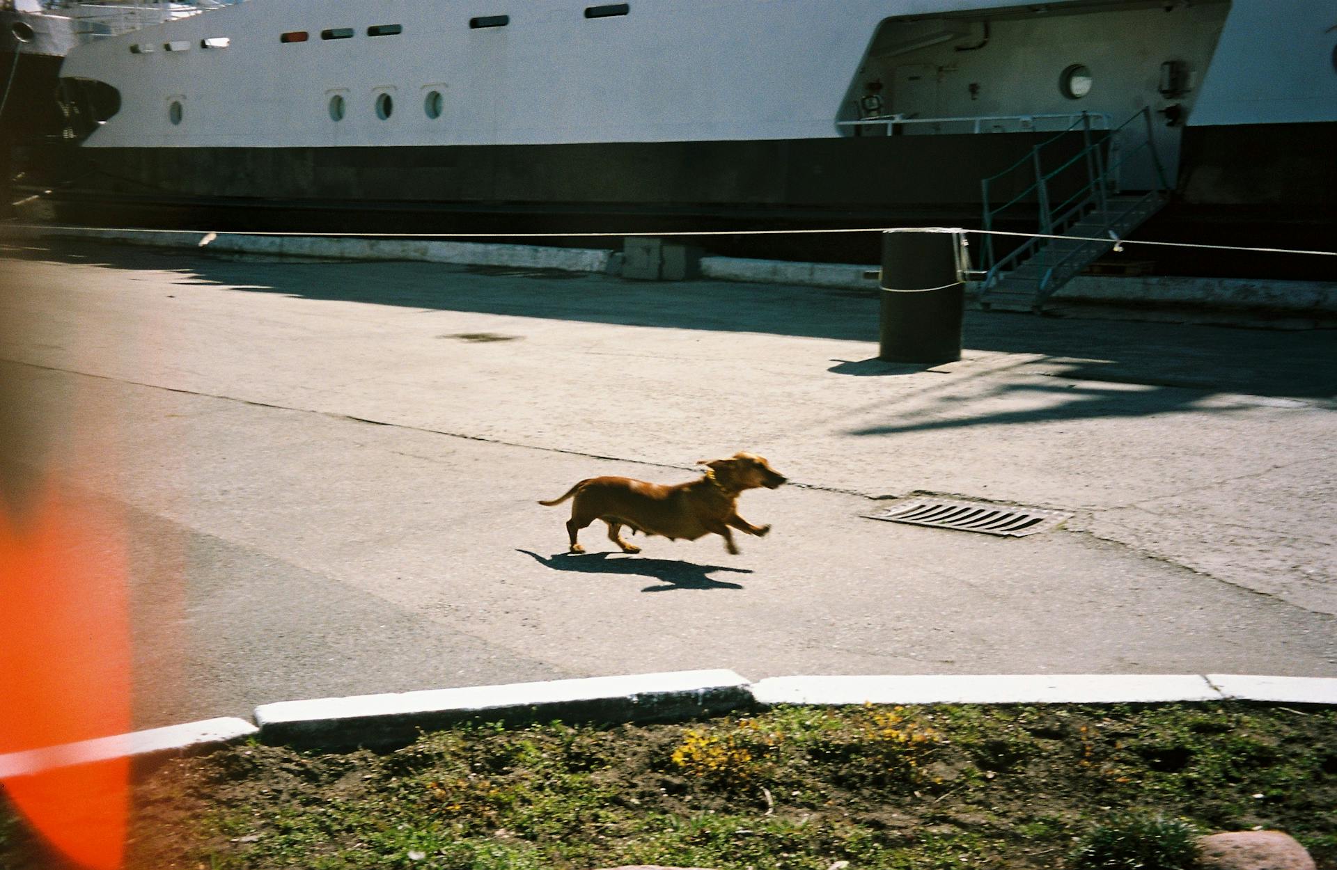 Running Brown Short Coated Dog