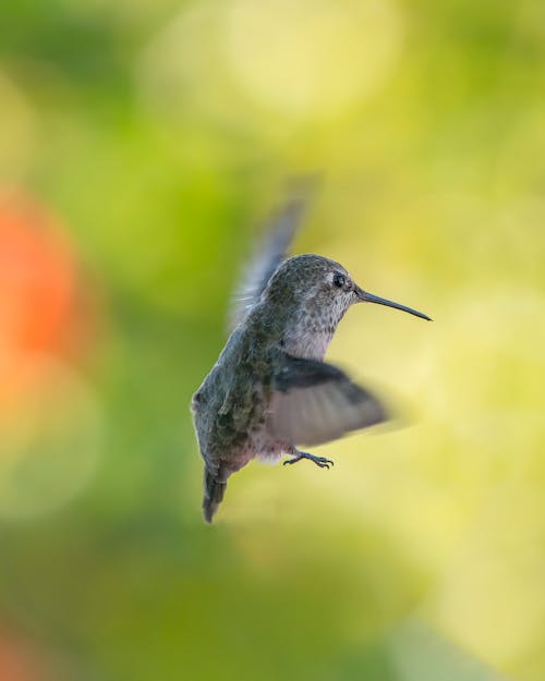 Close-Up Photo of Flying Hummingbird