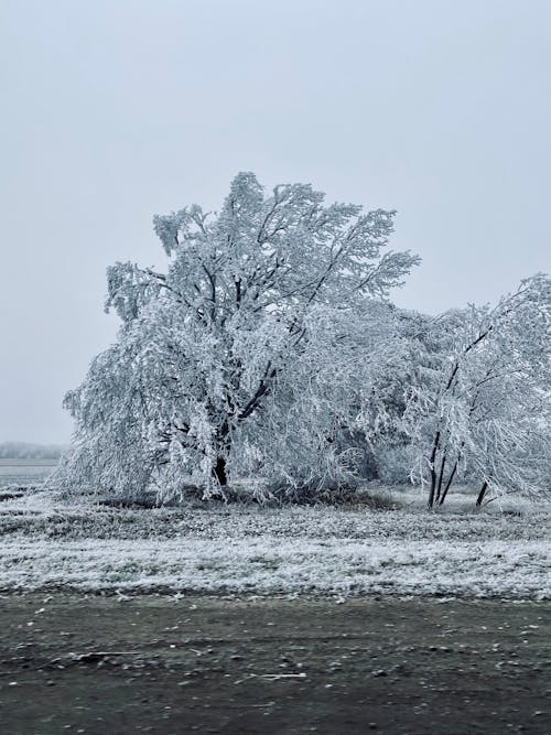 Trees Covered in Snow on a Cold Weather
