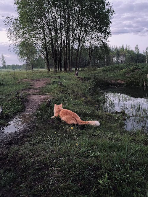 Foto d'estoc gratuïta de animal, caní, establint