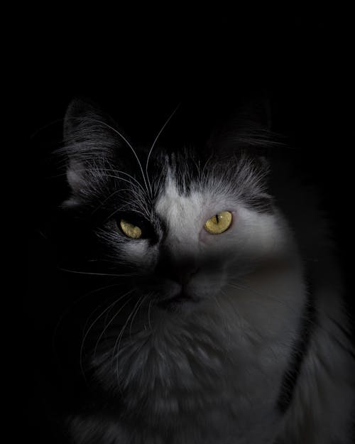 Close Up Photo of a Cat