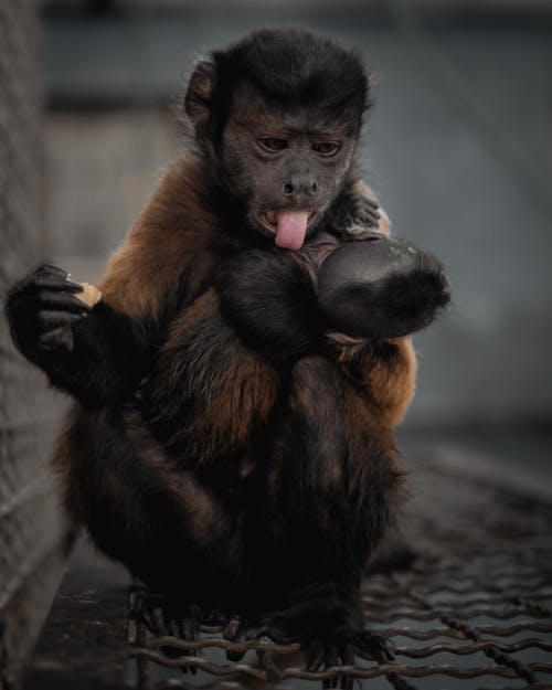 Photo of a Monkey
