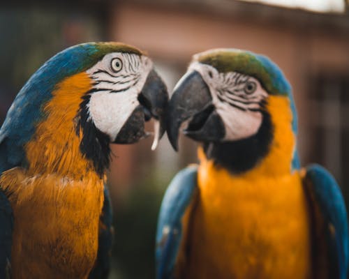 Free stock photo of kiss, parrots, wild animals