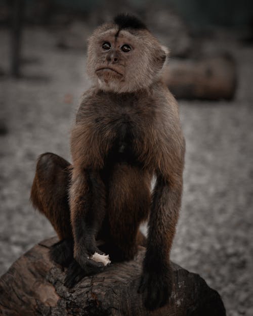 Free Photo of a Baby Monkey on a Log Stock Photo