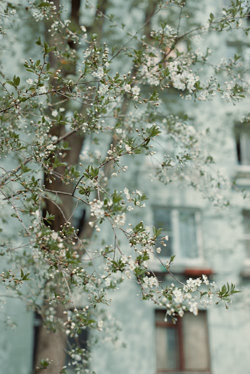 White Flowers on a Tree