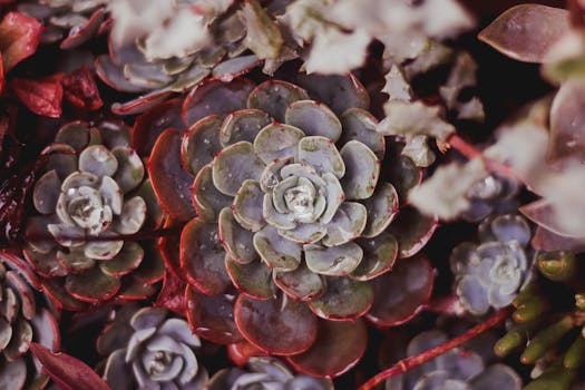 Captivating close-up of colorful succulents showcasing natural beauty and intricate patterns.