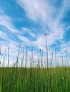 Photograph of Lepironia Plants Under a Blue Sky with White Clouds