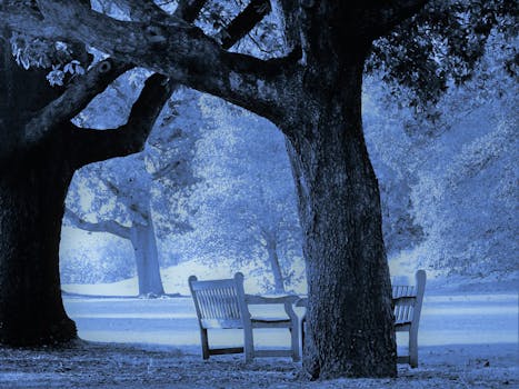 雾气缭绕的公园里，霜冻的树下有长凳，构成一幅宁静的冬日场景