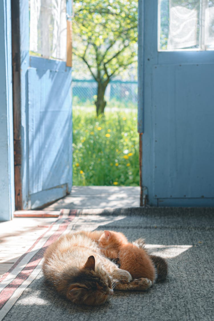 Photo Of A Cat Lying With Kittens